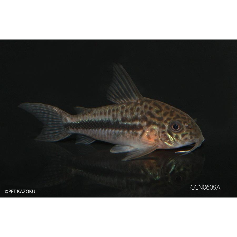 Sale コリドラス コッペナメンシス Ccn0609a 未来アクアリウムヤフー店 通販 Yahoo ショッピング