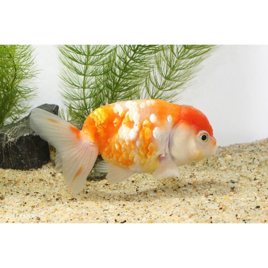 新入荷 桜錦 弥富 三歳上物 1匹 未来アクアリウムヤフー店 通販 Yahoo ショッピング