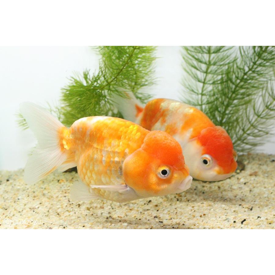新入荷 桜錦 弥富 三歳上物 1匹 未来アクアリウムヤフー店 通販 Yahoo ショッピング