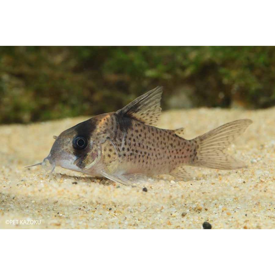 コリドラス ブレビロストリス 1匹 未来アクアリウムヤフー店 通販 Yahoo ショッピング