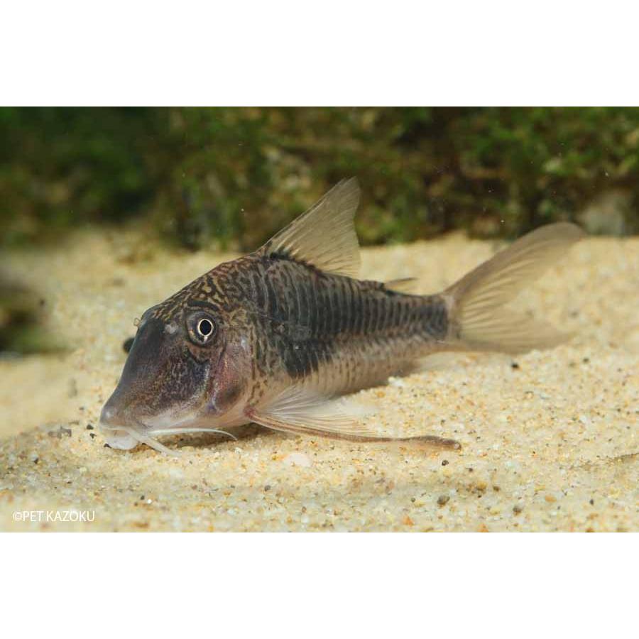 【〜6/6まで出品】 新入荷 コリドラス・ゲオフロイ (1ペア) 【TMF1104813039】(39723円)