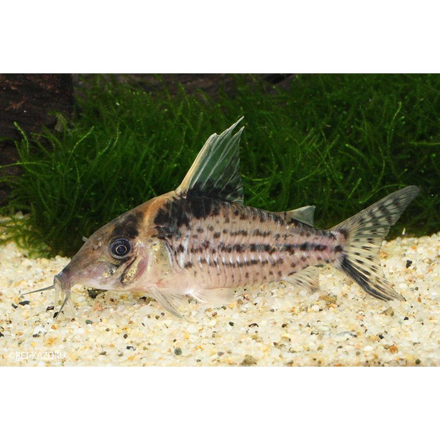 Sale コリドラス ロブスタス L 1匹 未来アクアリウムヤフー店 通販 Yahoo ショッピング