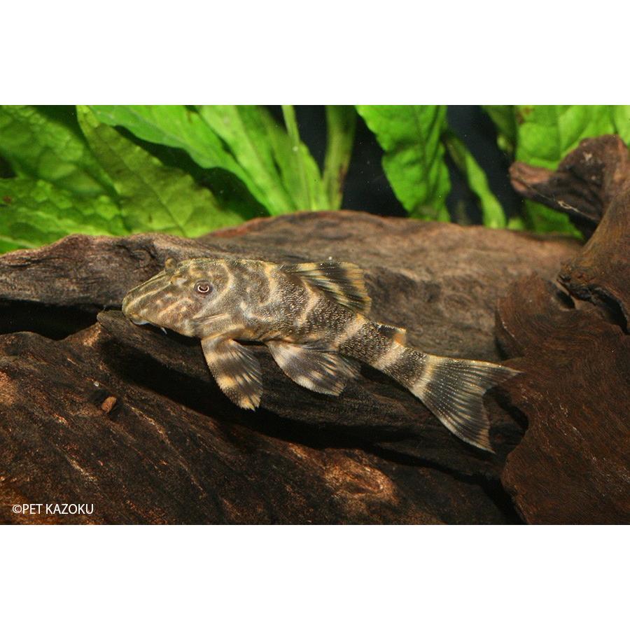 タイガープレコ 1匹 3 4cm程度 観賞魚 魚 アクアリウム 熱帯魚 ペット Pavlovastudio Ru