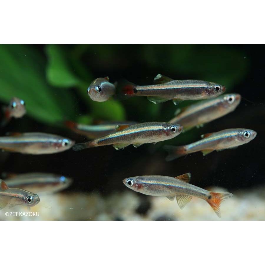 アカヒレ L 1匹 2 3cm程度 未来アクアリウムヤフー店 通販 Yahoo ショッピング