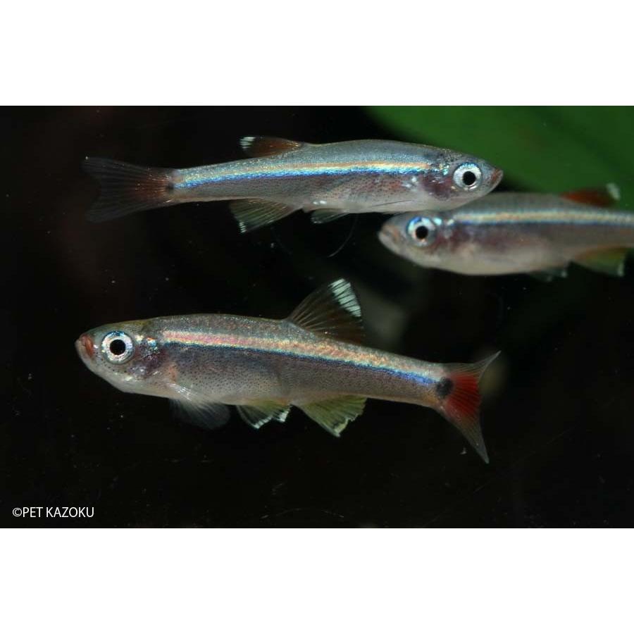 アカヒレ L 1匹 2 3cm程度 未来アクアリウムヤフー店 通販 Yahoo ショッピング