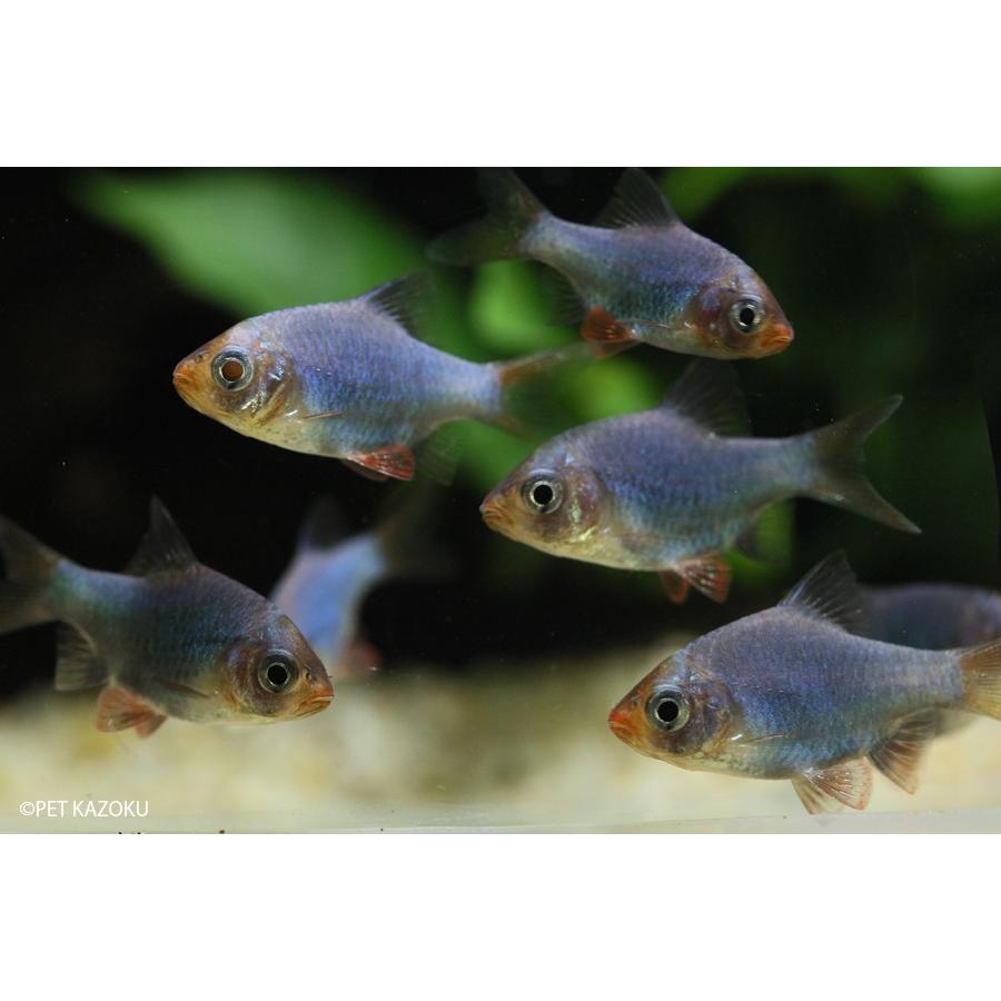 プラチナグリーンスマトラ 1匹 未来アクアリウムヤフー店 通販 Yahoo ショッピング