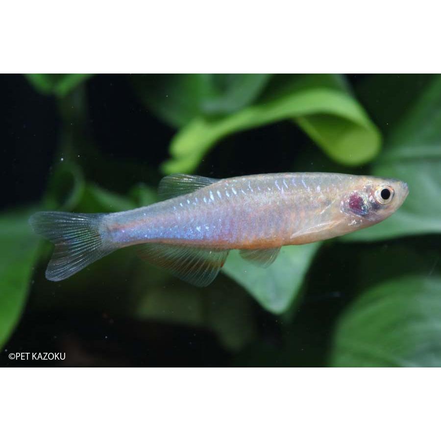 ダニオ エスメラルダ 1匹 未来アクアリウムヤフー店 通販 Yahoo ショッピング