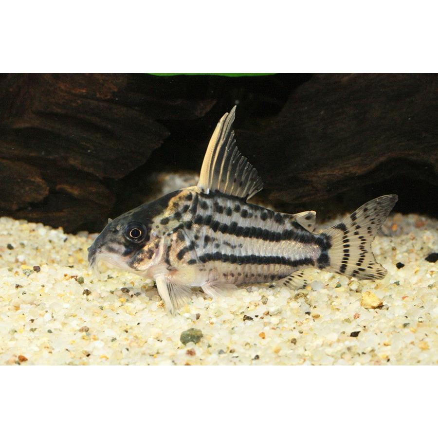 コリドラス スーパーシュワルツィ プルス 1匹 未来アクアリウムヤフー店 通販 Yahoo ショッピング