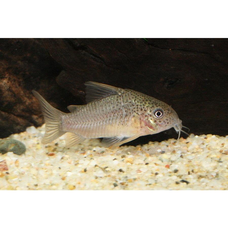 Sale コリドラス ポリスティクタス 1匹 未来アクアリウムヤフー店 通販 Yahoo ショッピング