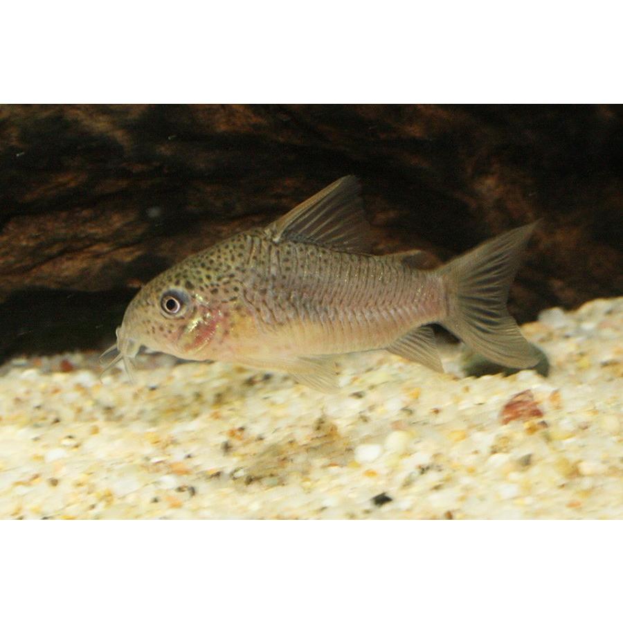 Sale コリドラス ポリスティクタス 1匹 未来アクアリウムヤフー店 通販 Yahoo ショッピング