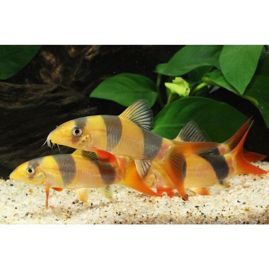 クラウンローチ 1匹 2 5 3cm程度 未来アクアリウムヤフー店 通販 Yahoo ショッピング