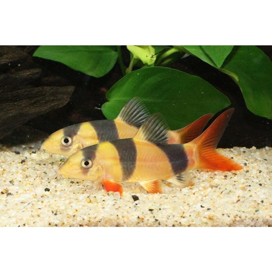 クラウンローチ 1匹 2 5 3cm程度 未来アクアリウムヤフー店 通販 Yahoo ショッピング