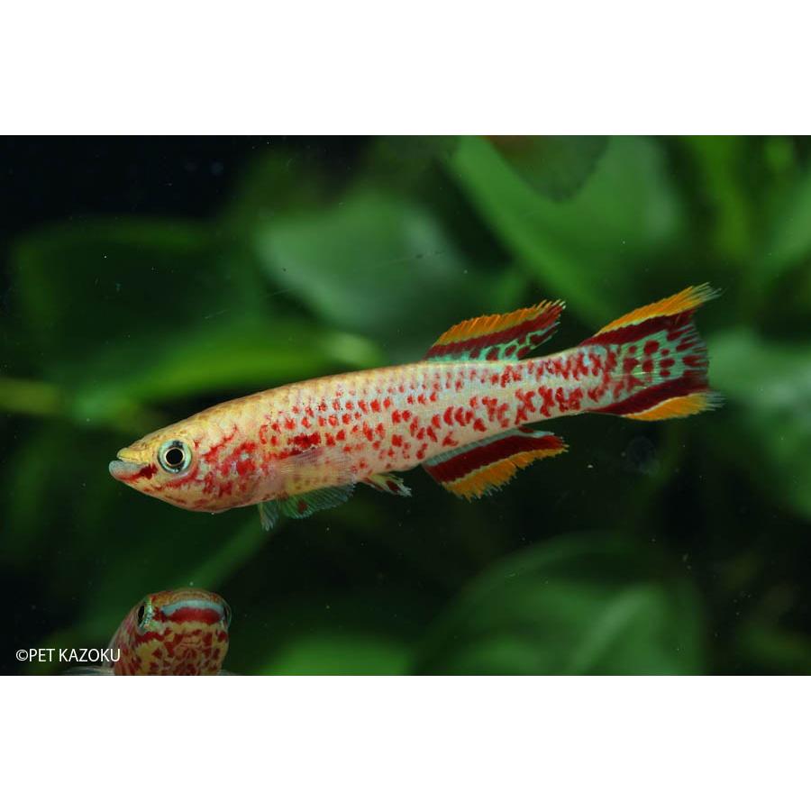 卵生メダカ アフィオセミオン・ボトラアイMintoum GWW 86