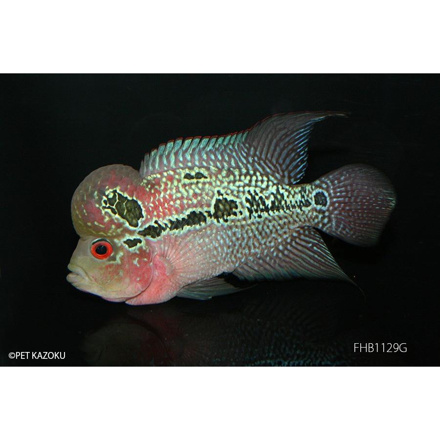 フラワーホーン Big Head Sm Aグレード Fhb1129ｇ 未来アクアリウムヤフー店 通販 Yahoo ショッピング