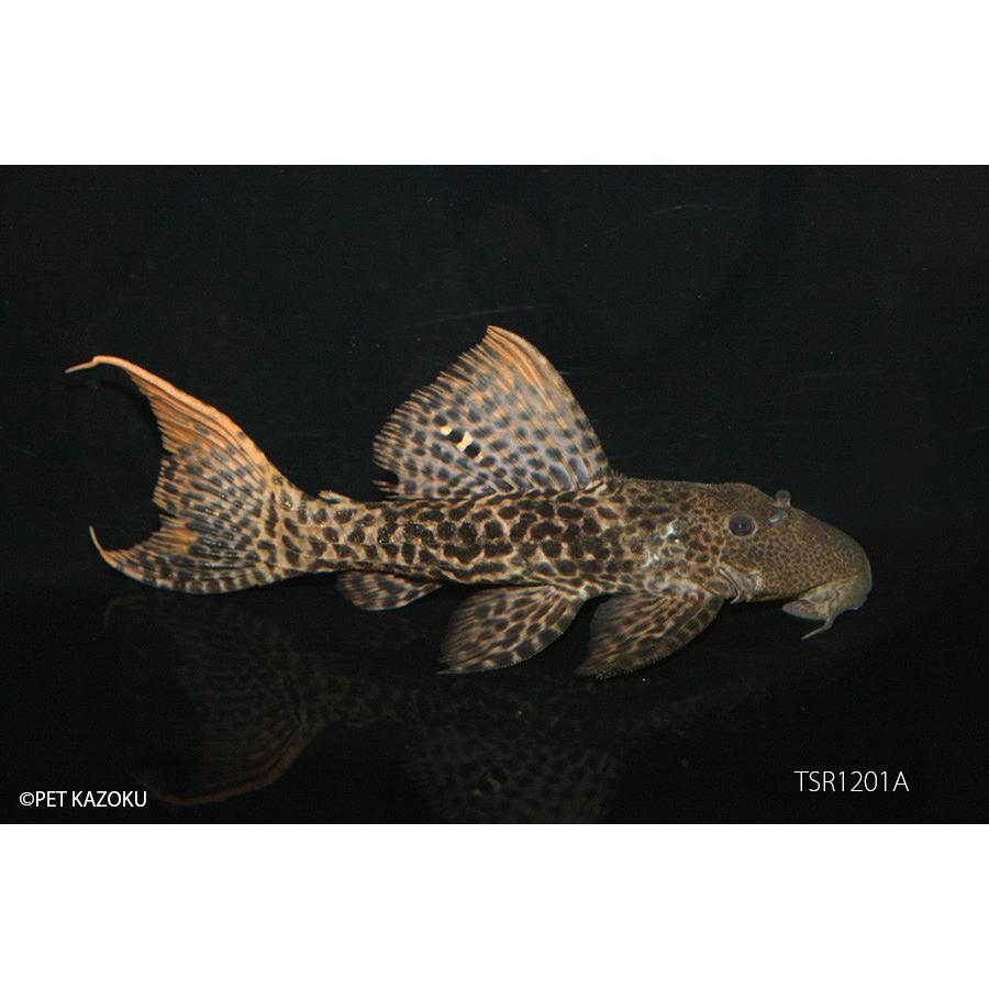 スーパータイタニックトリムプレコ12㎝