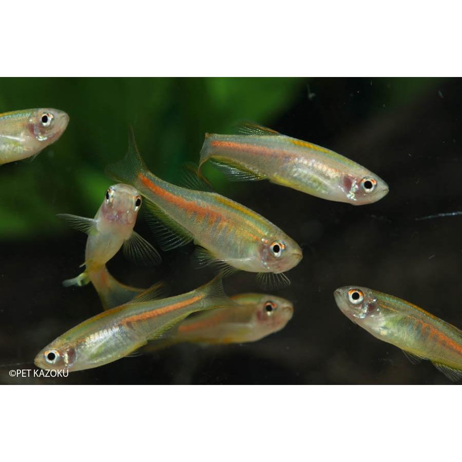 オレンジグリッターダニオ 1匹 未来アクアリウムヤフー店 通販 Yahoo ショッピング