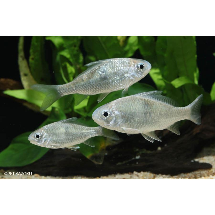 エンペラーキングフィッシュ 1匹 未来アクアリウムヤフー店 通販 Yahoo ショッピング