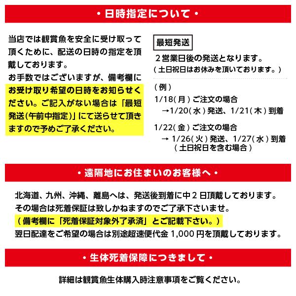 ランプロローグス オケラータス ゴールド ｅｕブリード ランプロローグス オセラータス ゴールド 未来アクアリウムヤフー店 通販 Yahoo ショッピング