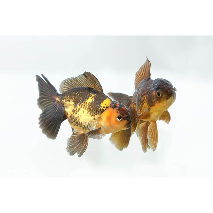 【タイムセール】 ブロードテールトラ（紅黒）オランダ（ＬＬ）　１匹 【5501953085】(19782円)