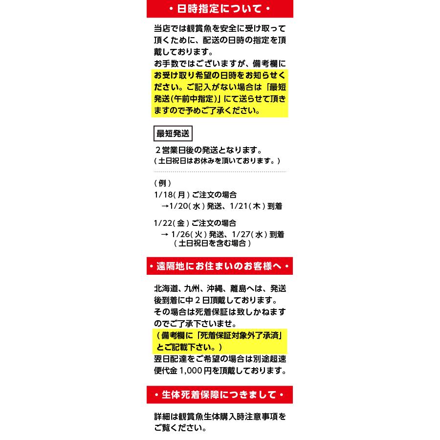 【タイムセール】 ブロードテールトラ（紅黒）オランダ（ＬＬ）　１匹 【5501953085】(19782円)