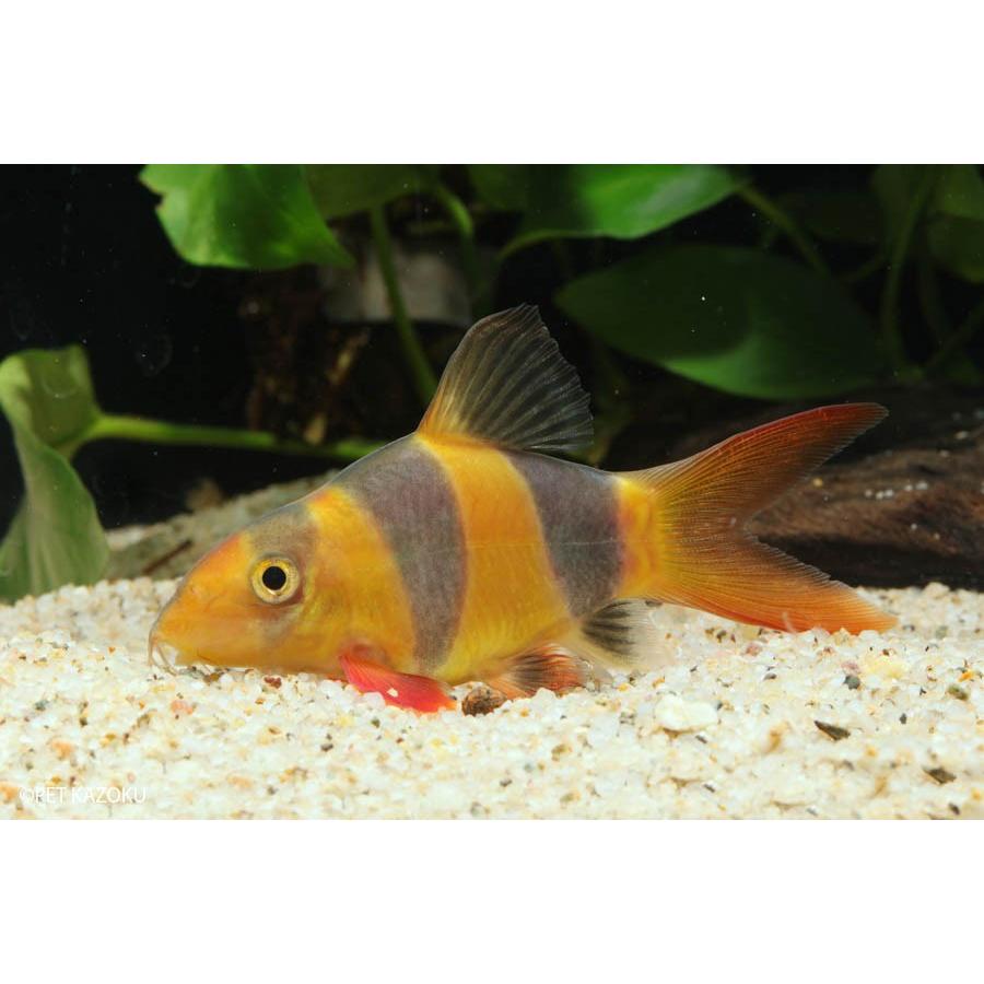 クラウンローチ スーパーショートボディ ｍ 1匹 未来アクアリウムヤフー店 通販 Yahoo ショッピング