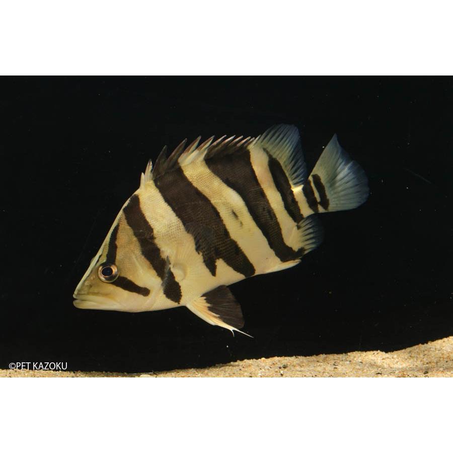 格安 ダトニオプラスワン ｌ 1匹 新発 Missbargainhuntress Com