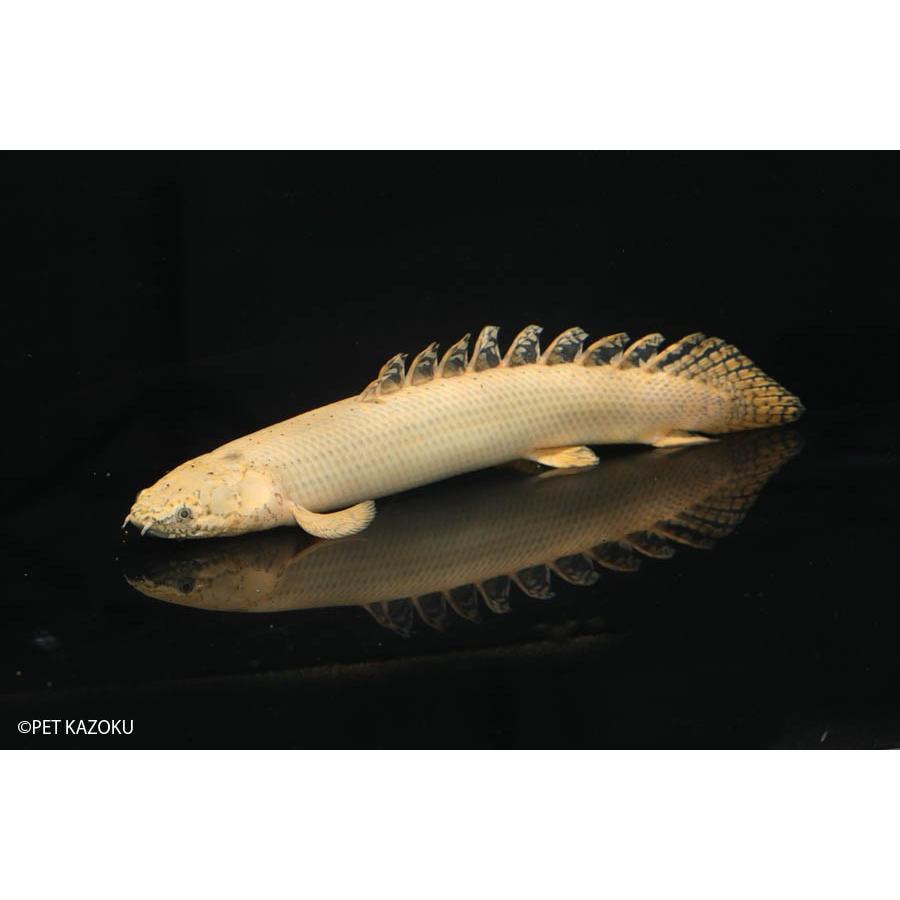 注目の ポリプ ゴールデンオルナティピンニス 1匹 観賞魚 魚 アクアリウム 熱帯魚 ペット 超人気の Ihmc21 Com