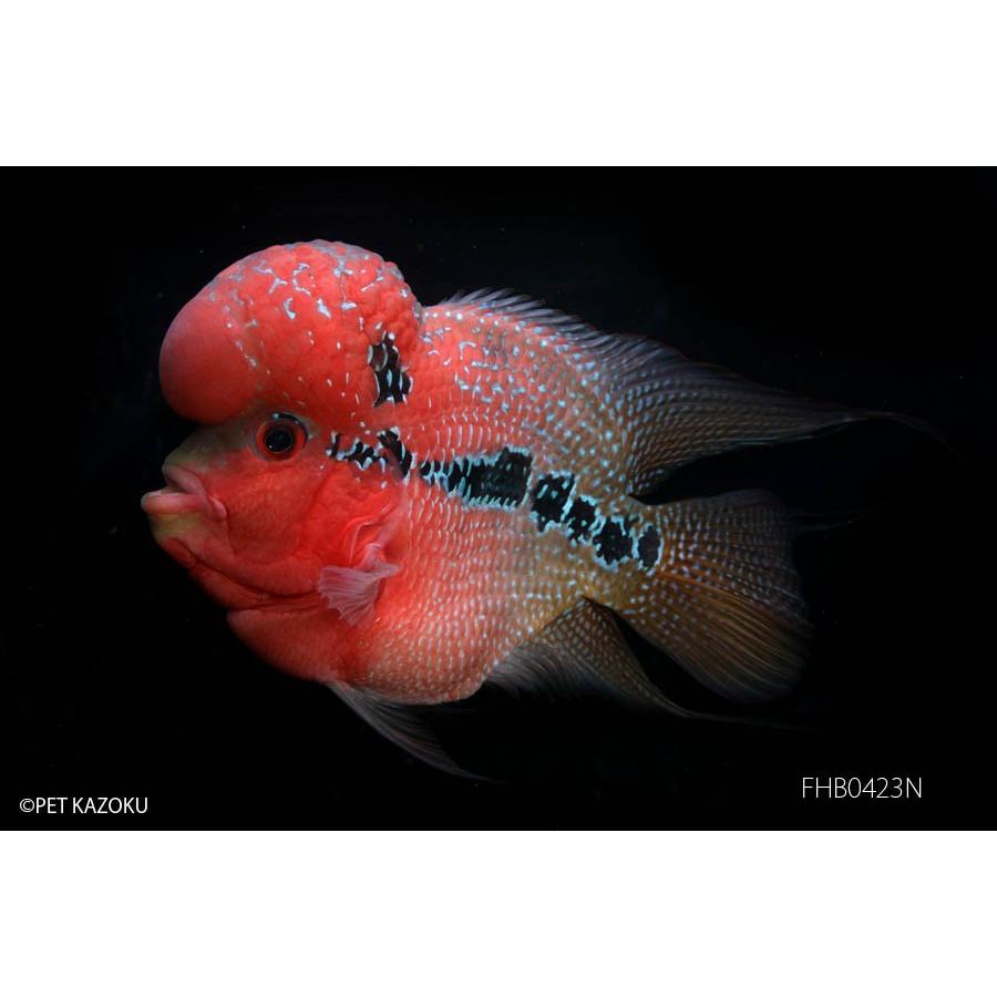 スーパーショートボディ　フラワーホーン“Big Head”（ＭＬ）Ｓグレードn　FHB0423N