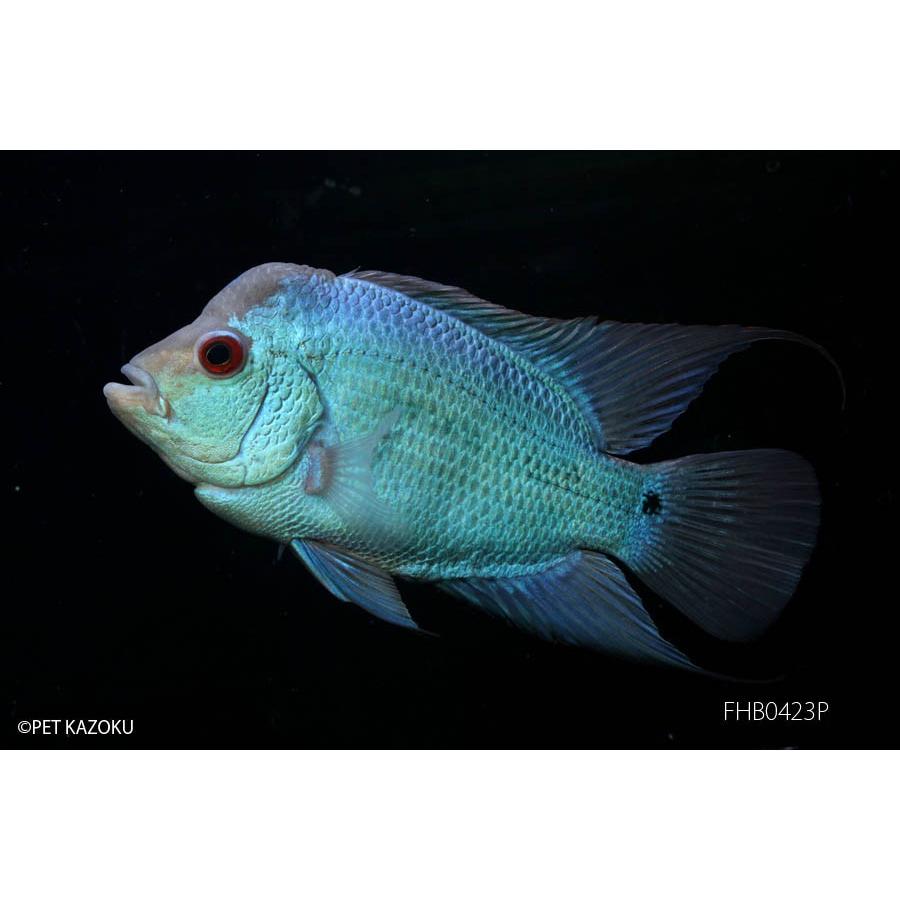 【正規品】 フラワーホーン“Big Head”タイシルク　FHB0423P 【A2282872548】(13139円)