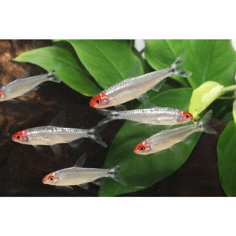 ブリリアントラミーノーズテトラ 5匹 3 4cm程度 未来アクアリウムヤフー店 通販 Yahoo ショッピング
