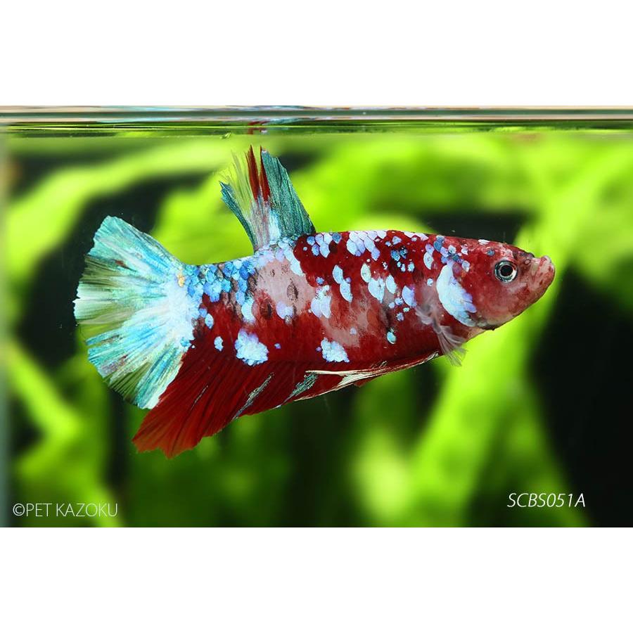 Pkhmコイカラー ギャラクシーハイグレード オス Scbs0514a 1匹 熱帯魚 ベタ Www Wqfna Com