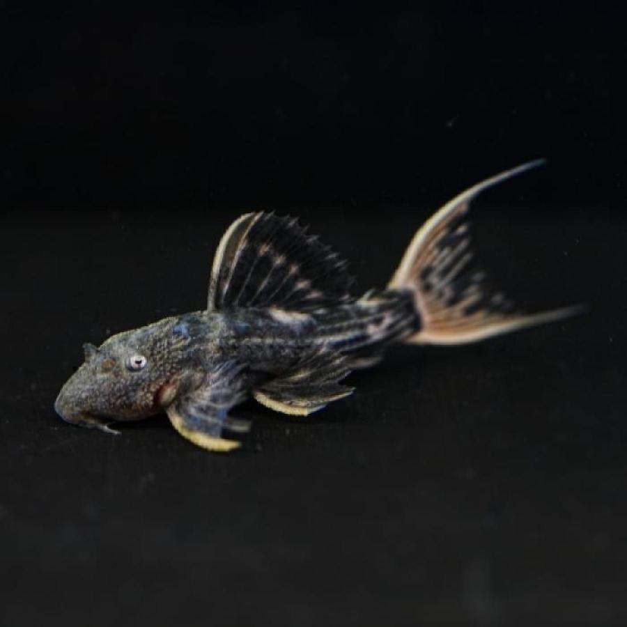 熱帯魚」ウルトラスカーレットトリムプレコ（ブリード）上物中国 上海