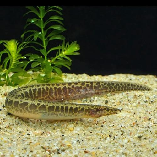 マスタセンベルスspコンゴ 11月新入荷商品 202511 コンゴ便 「淡水魚