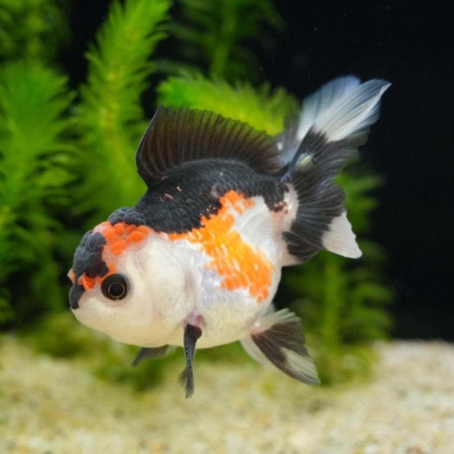 「金魚」ライオンヘッドバルーントリカラーオランダ（インドネシア）（Ｍ）インドネシア便「観賞魚」アクアリウム | 