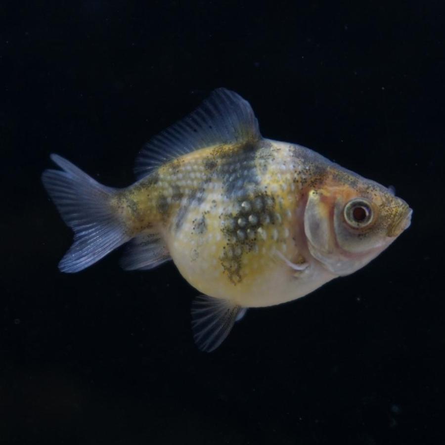 ピンポンパール（インドネシア）（SＭ）「淡水魚」「観賞魚」「金魚」アクアリウム | 