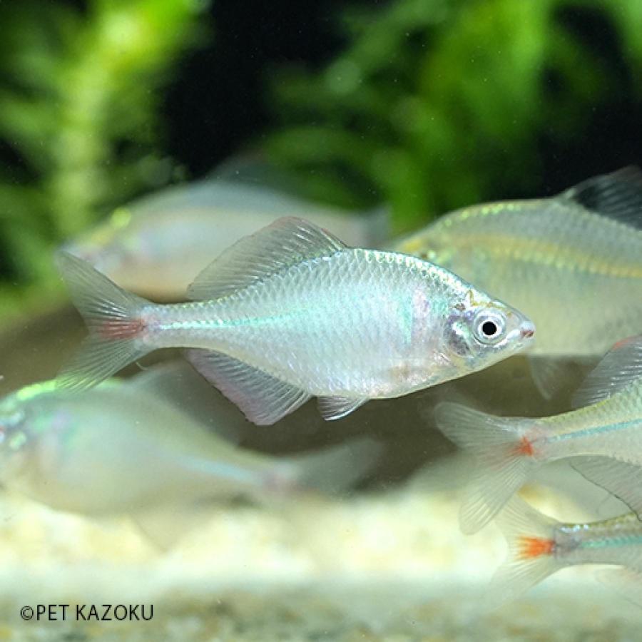 「金魚」タイリクバラタナゴ　（オスメスＭＩＸ指定不可）さいたま便 掘り出し物 「淡水魚」「観賞魚」アクアリウム | 