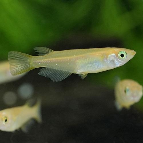 ヒメダカ 202503 さいたま便 掘り出し物 「淡水魚」「熱帯魚」「観賞魚」「金魚」 アクアリウム : 未来アクアリウムヤフー店 - 通販 ...
