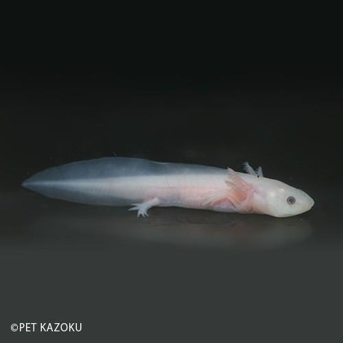 ウーパールーパー ホワイト白黒目 9 10cm程度 1匹 Am 未来アクアリウムヤフー店 通販 Yahoo ショッピング