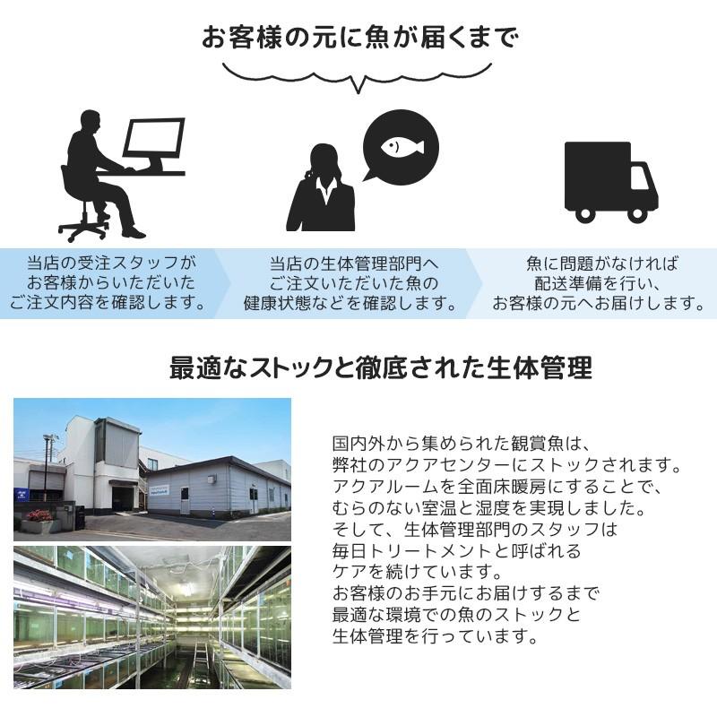 ウーパールーパー ホワイト白黒目 9 10cm程度 1匹 Am 未来アクアリウムヤフー店 通販 Yahoo ショッピング