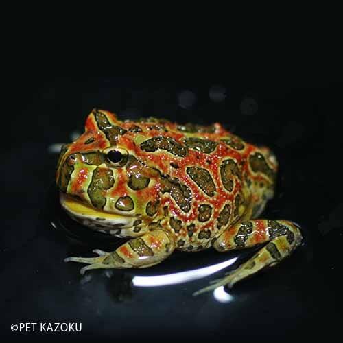 ベルツノガエル レッド 成体 4 5cm程度 1匹 驚きの安さ