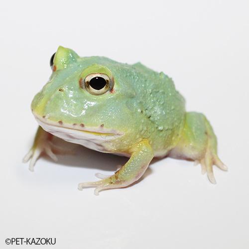 超人気 クランウェルツノガエル マスカット 画像の個体をお送り致します Cm03 3 5 4cm程度 1匹 爬虫類 両生類用品 Www Festivaldechaillol Com