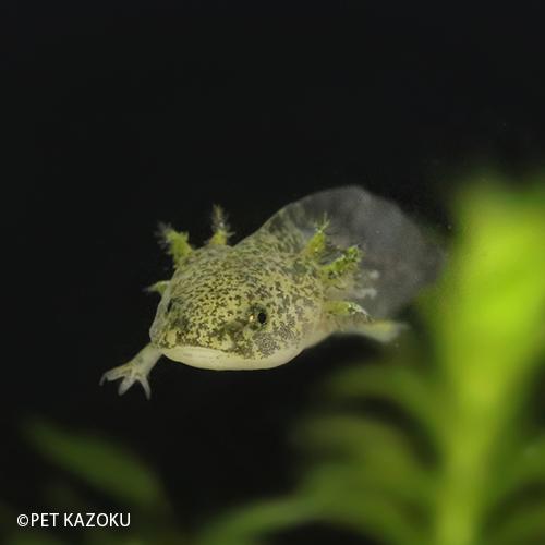 ウーパールーパー マーブル 1匹 4 5cm程度 Am 未来アクアリウムヤフー店 通販 Yahoo ショッピング