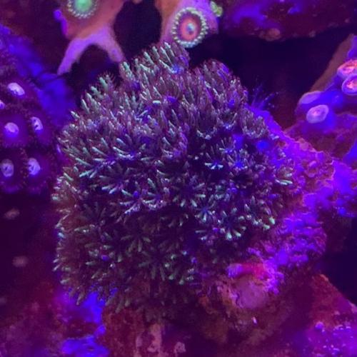 SPS 7種類 サンゴ サンゴ ゼニアspブルー アクアリウム : 未来