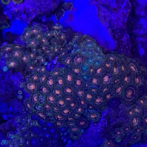 熱帯魚、アクアリウム用品 ソフトコーラル マメスナギンチャク 