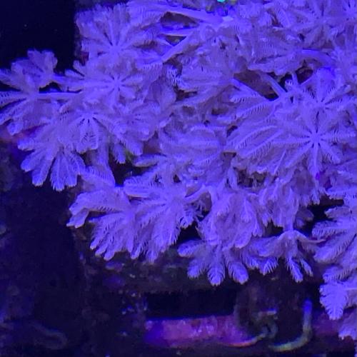 サンゴ」fragサンゴ チガイウミアザミ(パクパク)Frag 「熱帯魚」「観賞