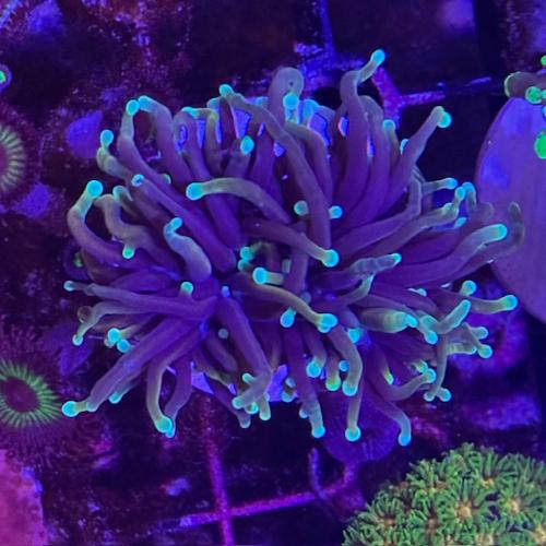 ブレインコーラル サンゴ 標本 16cm 自然科学 インテリア アクアリウム ブレインコーラルの飼育は難しい❔水槽下部を彩る美しいサンゴ