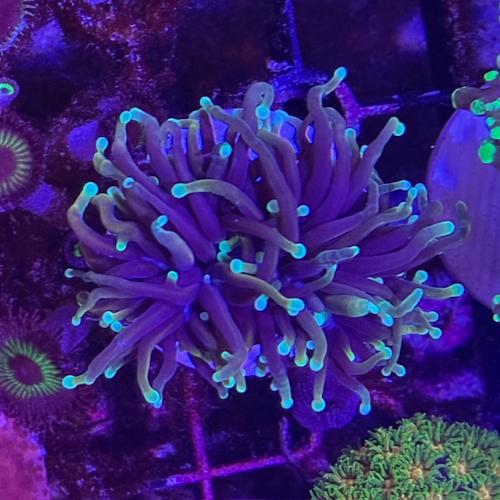 海水魚」fragサンゴ ドラゴンソウルトーチコーラル Frag「熱帯魚