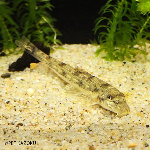 カマツカ L 1匹 10 12cm程度 Fr 未来アクアリウムヤフー店 通販 Yahoo ショッピング