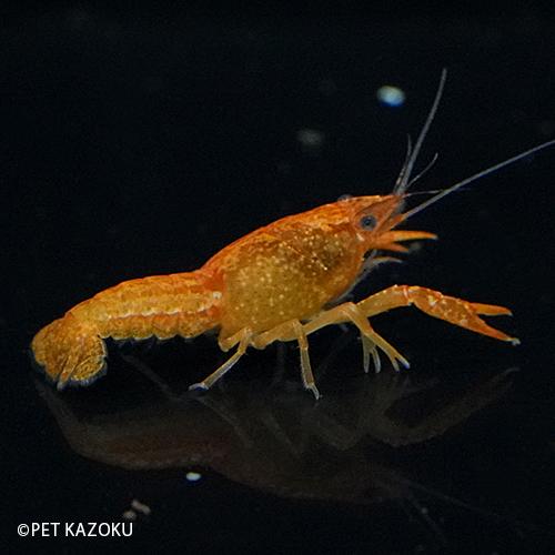 オレンジザリガニ 白ひげ 1匹 5 6cm程度 Fr 未来アクアリウムヤフー店 通販 Yahoo ショッピング