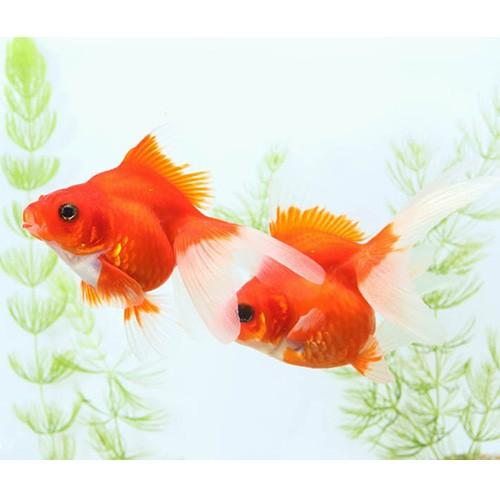 もみじ琉金 二歳 大 1匹 金魚 観賞魚 Gf 未来アクアリウムヤフー店 通販 Yahoo ショッピング